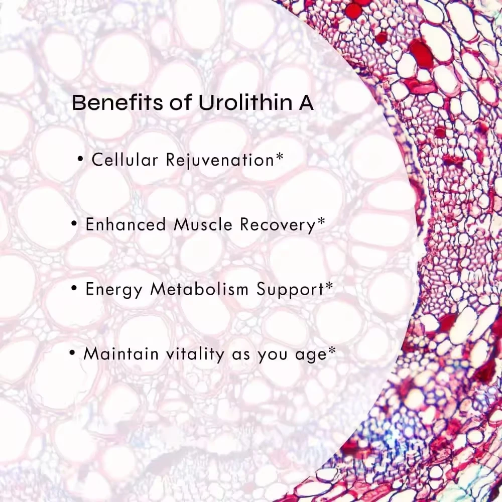 Private label Urolithin A Capsules for Cellular Vitality NAD+ Boost Urolithin A Supplements