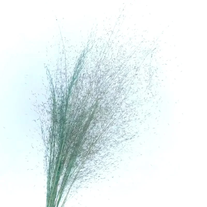 New product handmade preserved limonium carved wooden decor pressed flower wall art rattan glass