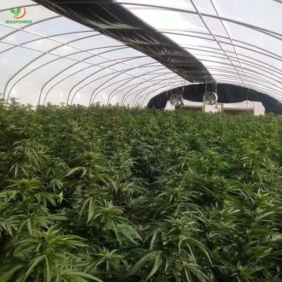 Single-span tunnel greenhouses for roses ,cucumber ,tomato ,canabs, blueberry growing