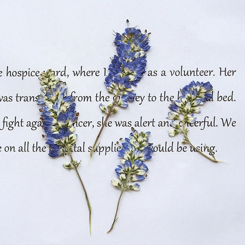 12pcs/pack Small Sage Scrapbooking Epoxy Resin Art Natural Plant Eco-friendly Real Pressed Flower