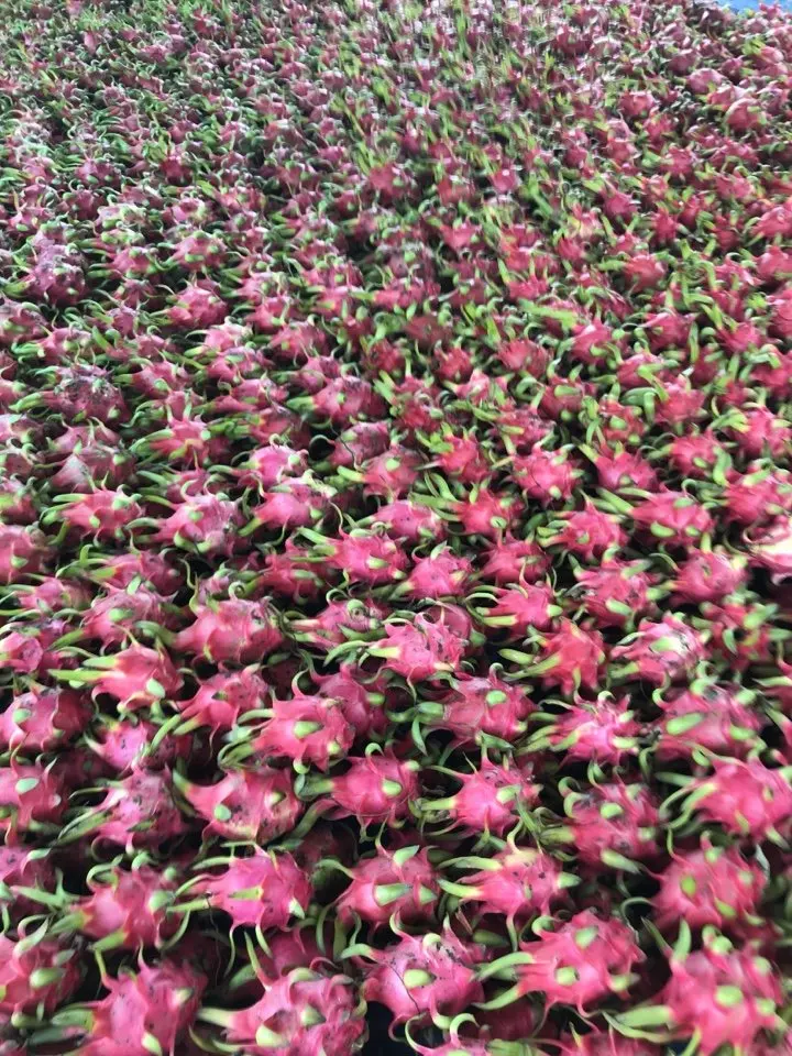 White Dragon Fruit Fresh Fruit From Vietnam Nutrition Delicious Agriculture Cheap Price Low MOQ Best Selling Brand
