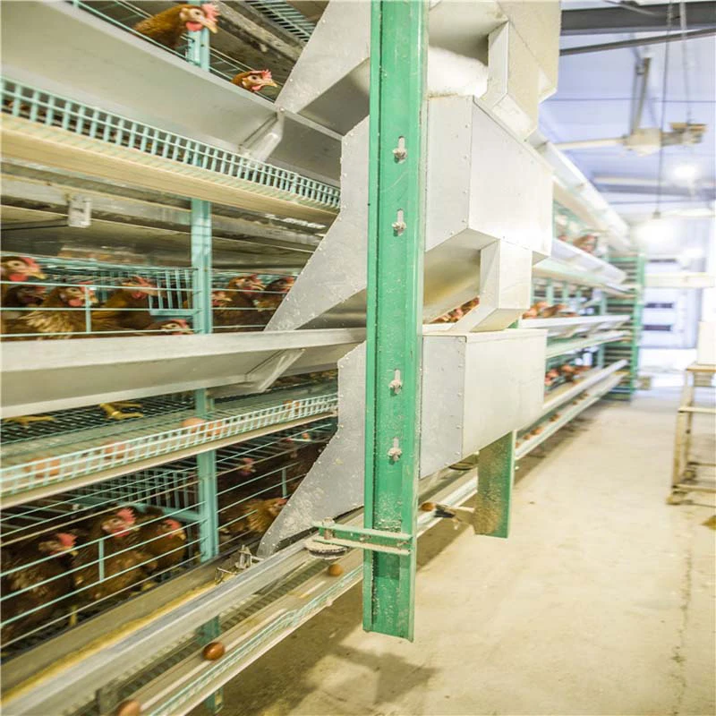 Design Modern Environment Control Shed Poultry Farm System Commercial Chicken Farm Business Plan
