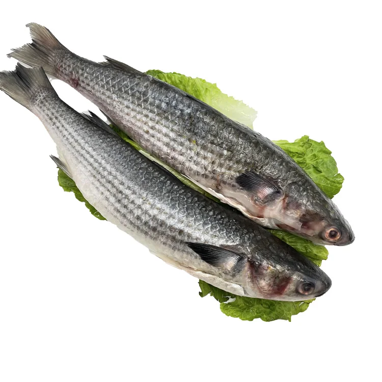 Cheap Price New Season Frozen Mullet Fish Size 1-2kg Grey Mullet for Sale