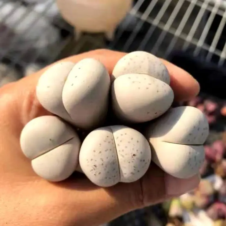 Top sale 2cm lithops  cactus  indoor mini New Cactus Succulent Dinteranthus Schwantes lithops  plant