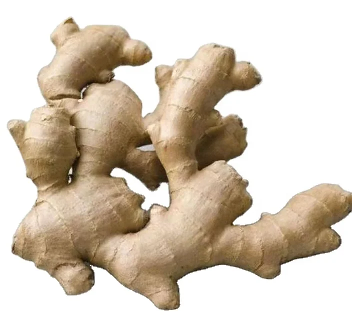 Super fresh organically grown ginger from China factory price  fresh dry ginger for sale air dried ginger