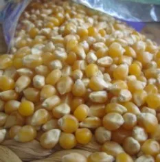 South african high quality low price  yellow maize corn white corn