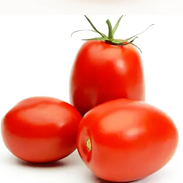 HOT  Fresh Red Tomato Packing In Boxes