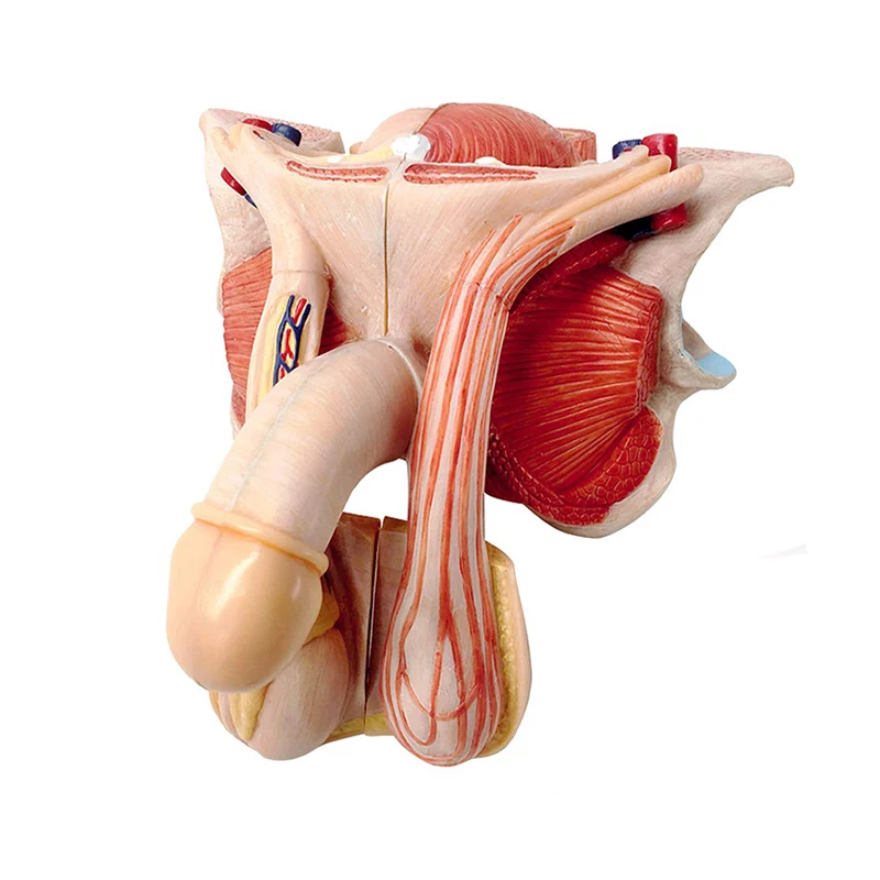 Life Size 5-Parts Human Anatomy Male External Genitalia Model For Medical Display Teaching