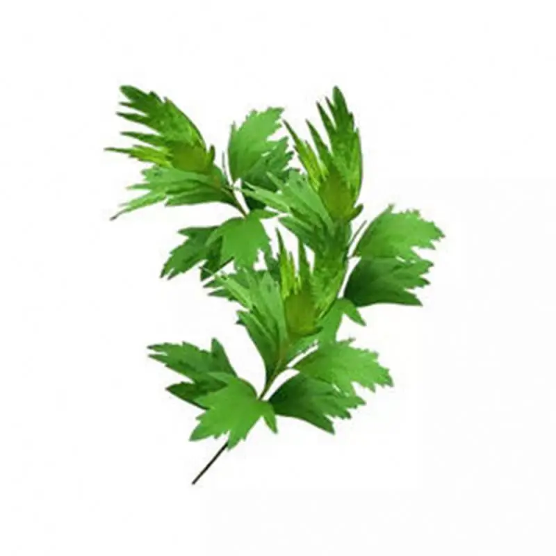 Organic No.8022-37-5 Armoise/ Mugwort Oil Natural Essential Oils Global Exporter