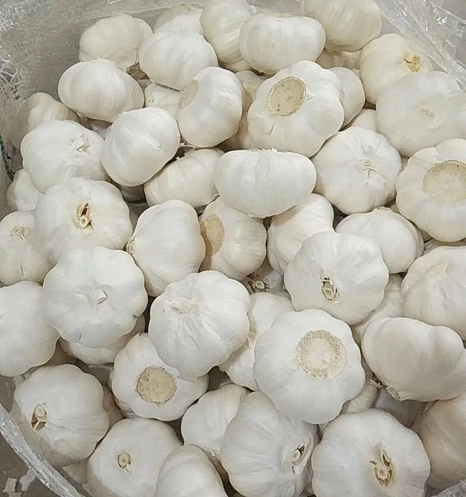 export chinese  high quality garlic black garlic fresh garlic