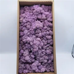 Preserved Immortal Moss For Fairy Gardens Terrariums Any Craft Gardens Terrariums Craft Floral Project Wedding Arts