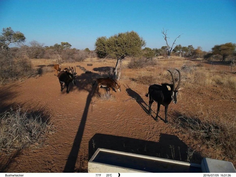 Bushwhacker Big eye D3N 16MP 4K HD Video Wildlife Camer Traps Game Trail Cameras