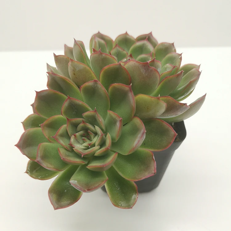 
bare roots plants seedlings succulent 