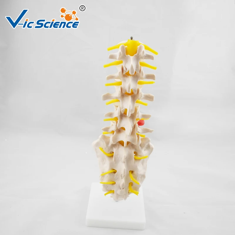 Life Size Lumbar Vertebrae Model with Sacrum Skeleton Model Anatomy Human Skeleton Model