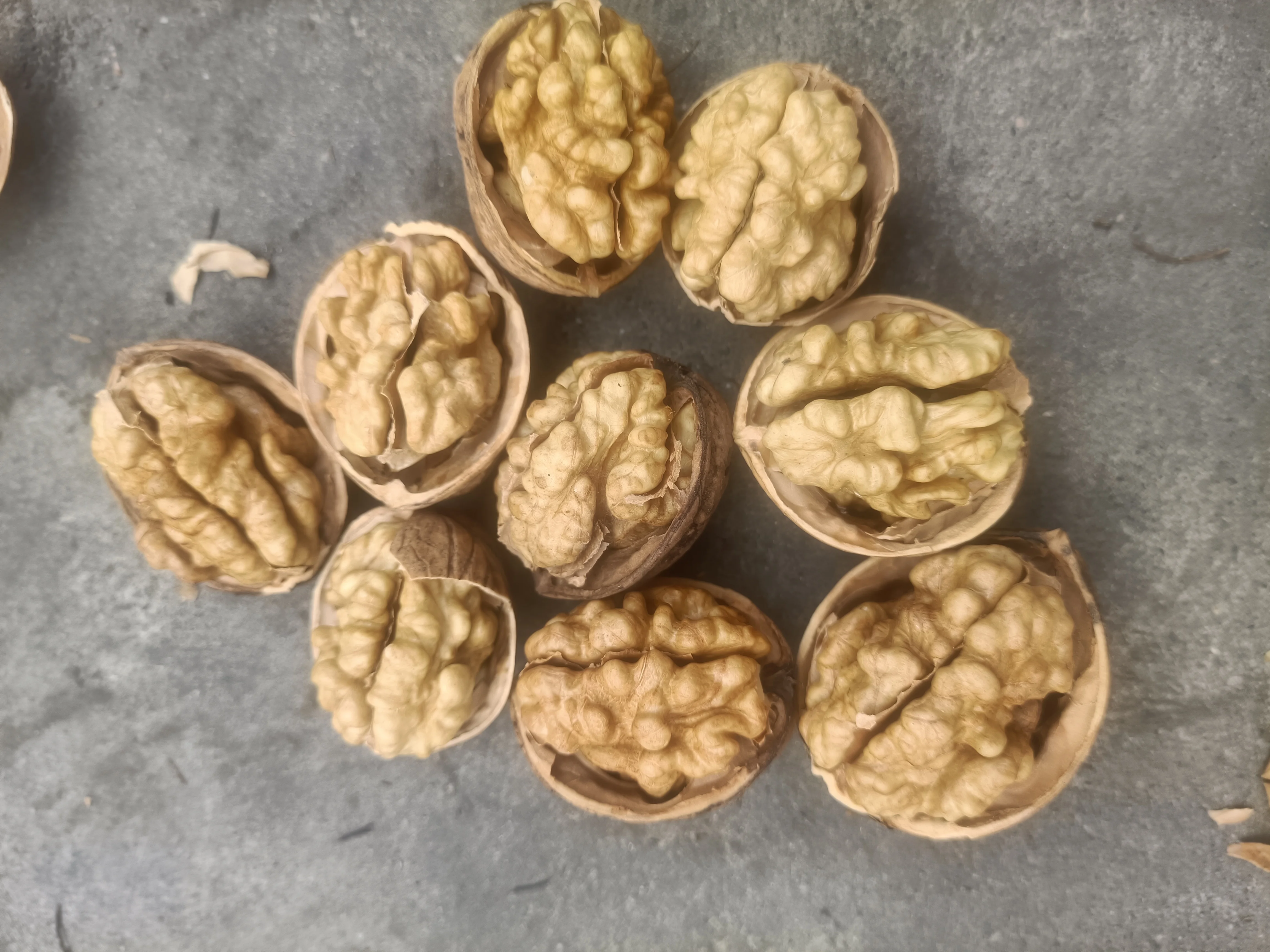 Hot Selling Chinese Xinjiang High Quality Washed  185 Shell Walnuts