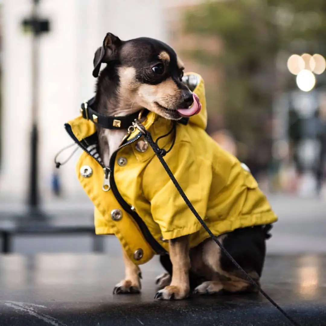 OEM ODM blank plain solid windproof rain water resistant proof lightweight dog zipper up drawstring removable hoodie jacket coat