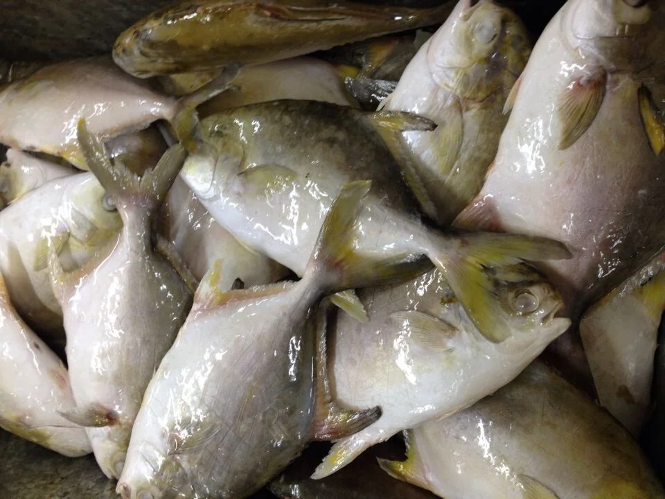 
Good Sale Seafood Fish Frozen Golden Pomfret 