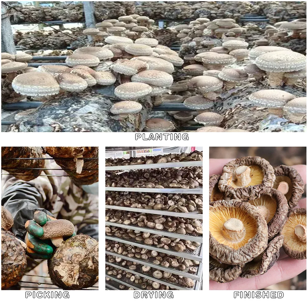 HuaRan Dried Shitake Mushroom Original Shiitake Mushroom Dried Shiitake