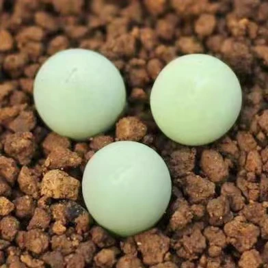 Conophytum калькуляс редкий литопс для оптовой продажи кактус суккуленты растения живые камни