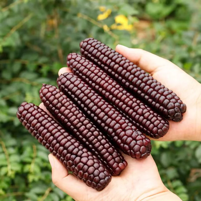 Frozen fruits and vegetables vacuum packing sweet corn cob baby corn