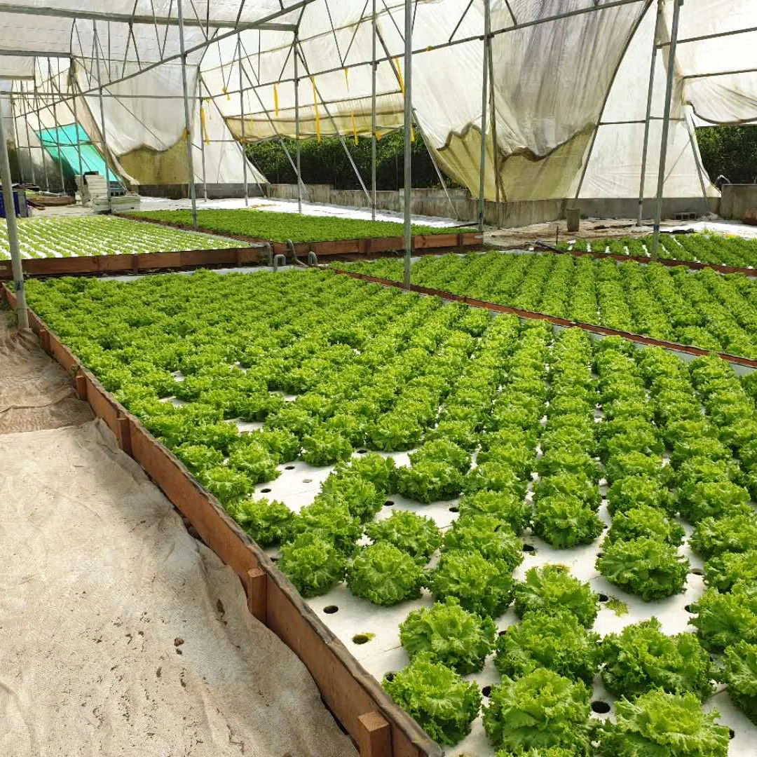 Agricultural fish vegetables farming floating foam aquaponics growing systems