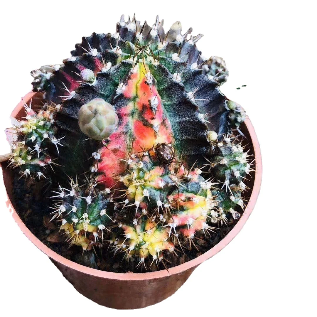 Лидер продаж, уникальные красивые кактусы gymnocalydium mihanovichii variegata