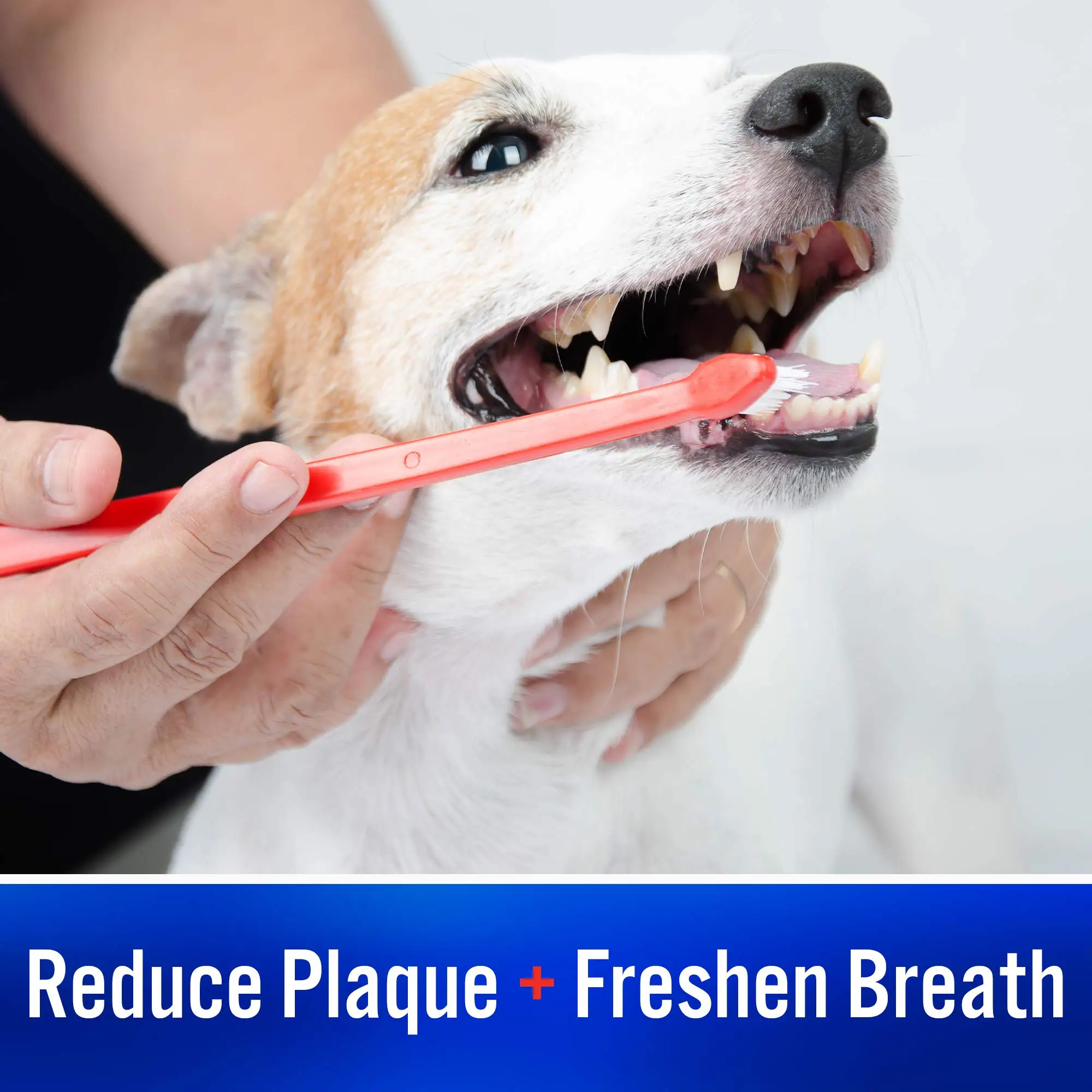 Custom Enzymatic Toothpaste Dentifrice Beef Flavor Saveur De Boeuf Toothpaste For Dogs Cats 70G Chiens Chats Tooth Paste