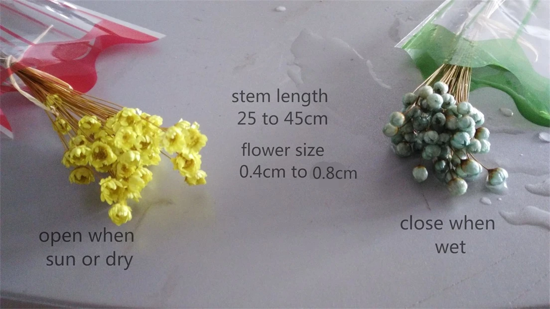 magic star flower.jpg