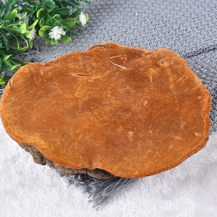 Sang Huang Bulk Dried Phellinus Linteus and Phellinus Igniarius Wild Mushrooms Single Spices & Herbs