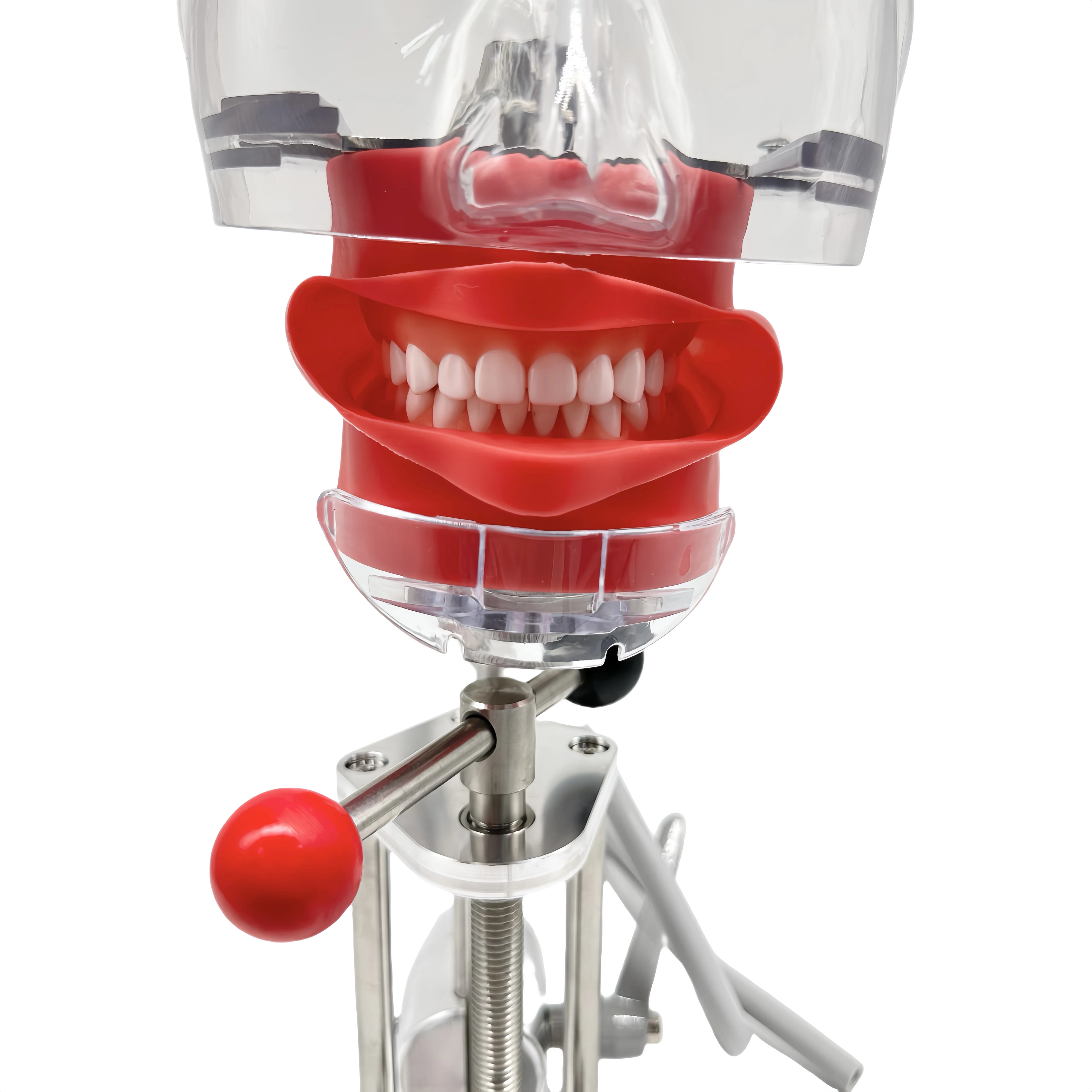 Adjustable Teeth Replacement Dental Phantom Head Manual Phantom Dental Model Plastic Metal Material Desktop Mounted Simple Table