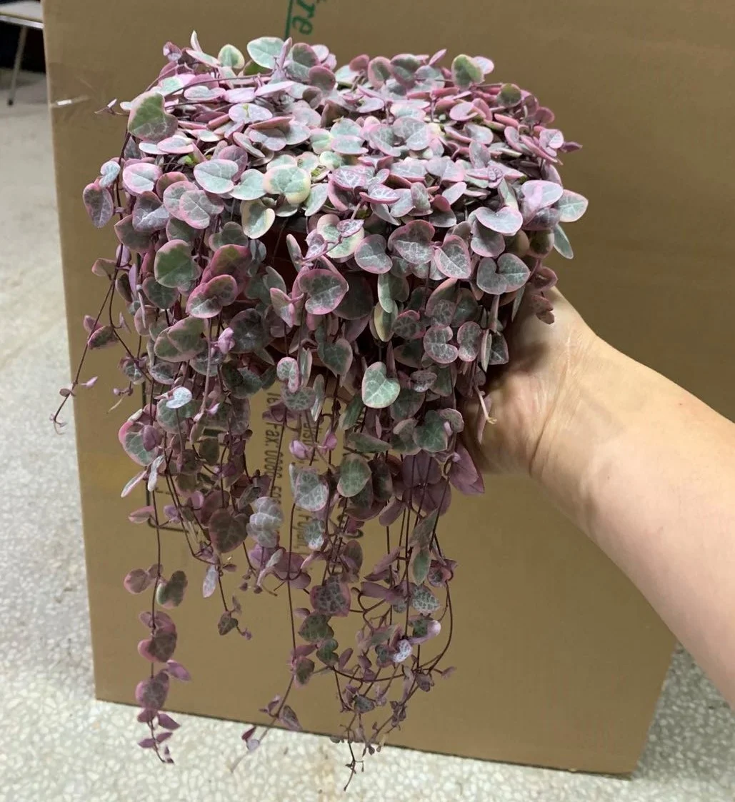  Низкая цена нитка сердца Senecio rowleyanus натуральные декоративные живые растения настоящие суккуленты бонсай церопия колларикон