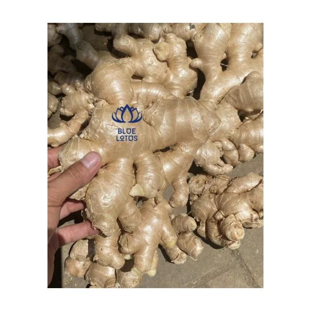 High Quality Dried Fresh Ginger Market Price Per Ton Wholesale Ginger Buyers for Export in China Ginger Yellow Top Quality