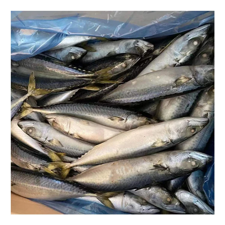 Good Quality Sea Frozen Pacific Mackerel Fish 15kgs Scomber Japonicus with Competitive Price