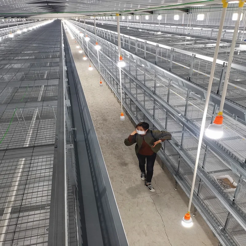 China good quality q235 steel galvanized wire mesh use for chicken birds poultry battery broiler cage