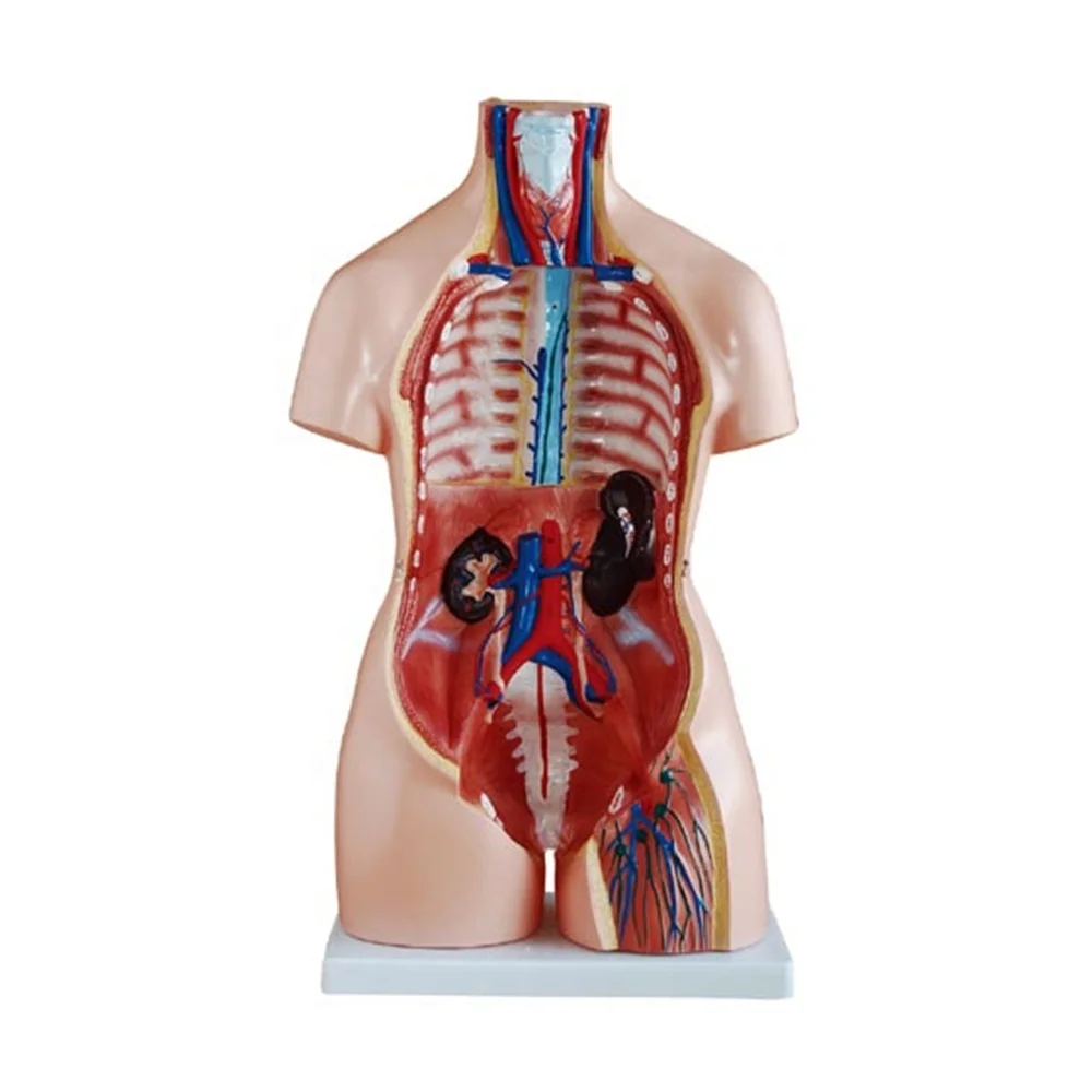 XC-208 Human Torso Model 85CM Dual Sex Torso 40 Parts