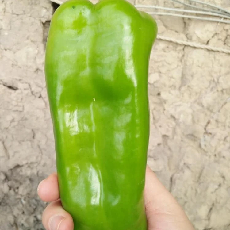 
Green Blocky/Square Sweet Pepper/Capsicum Seeds For Sale FST 032 