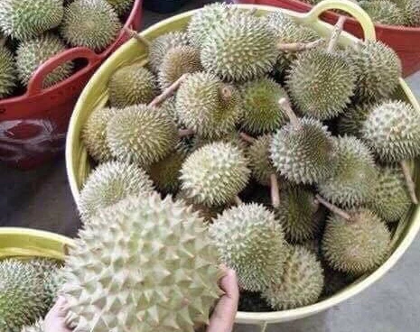 
 Таиланд, премиум, свежий Puangmanee Durian  