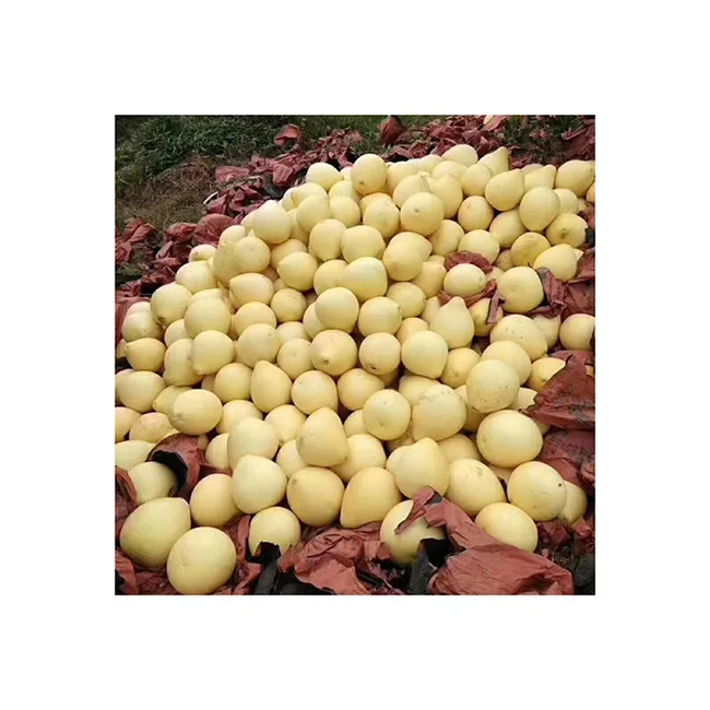 Wholesale honey pomelo export worldwide for fresh citrus fruit hot sale fresh pomelo fruit