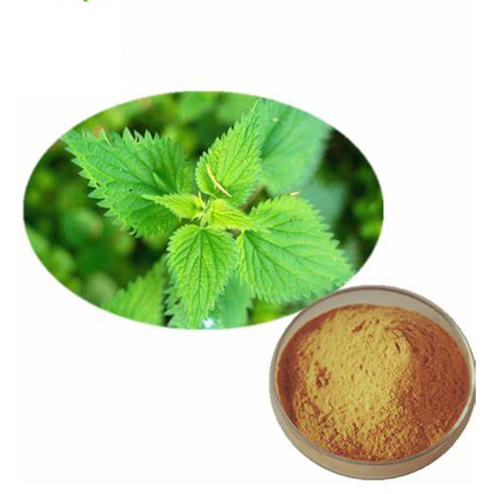 Powerful Plant Silica Traditional Medicine Stinging nettle Root Extract