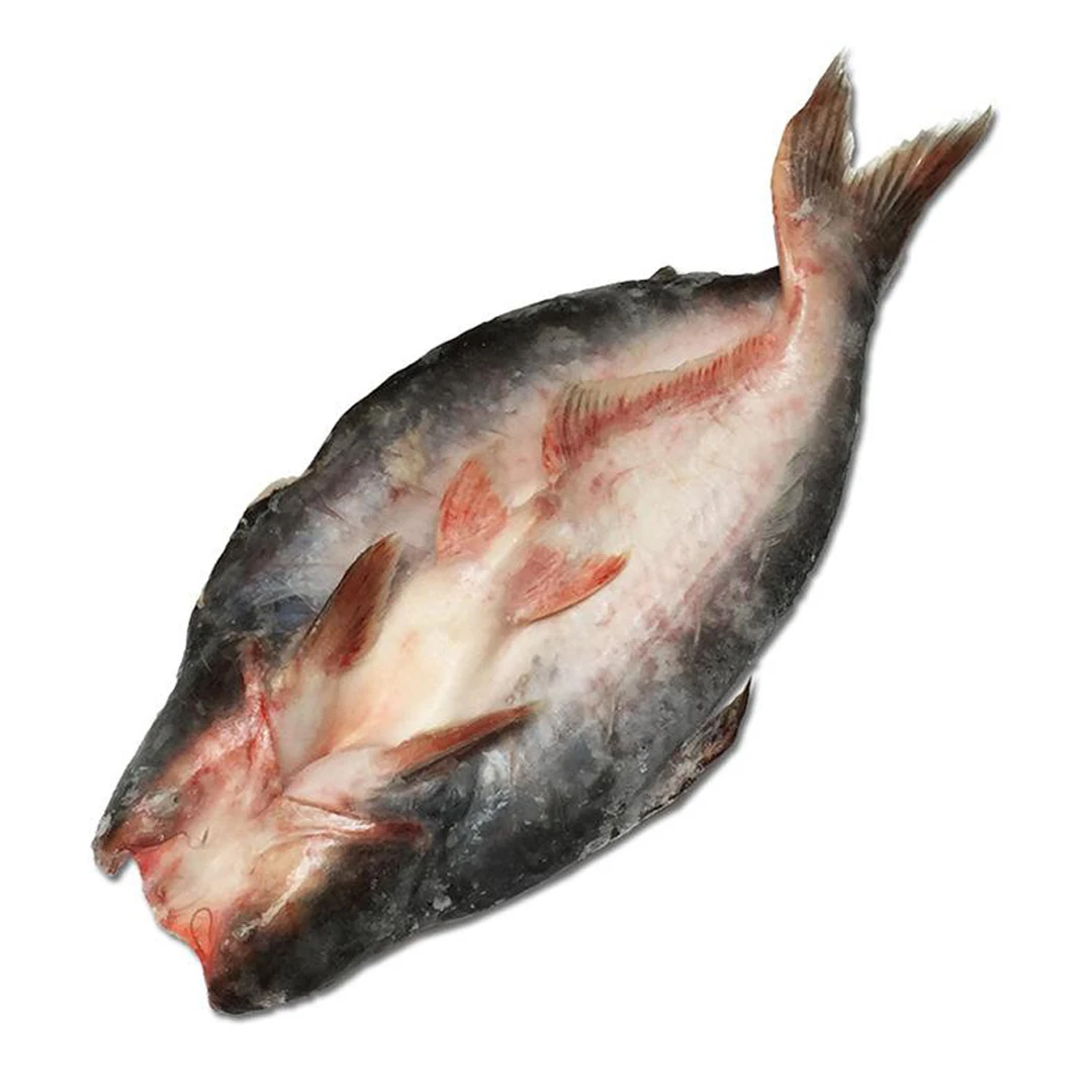 
frozen seafood frozen whole Fish Frozen Basa fish 