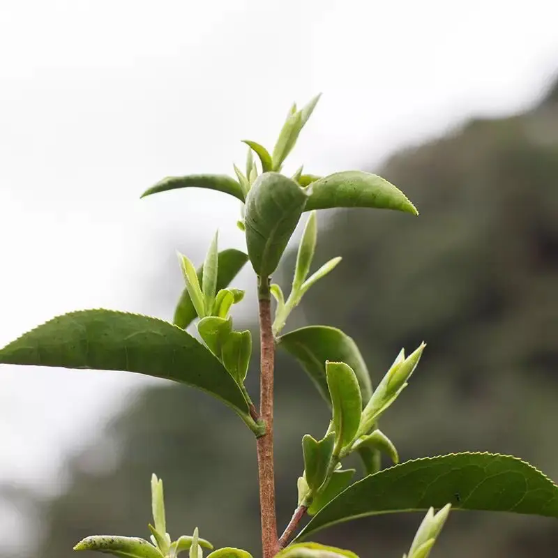 Высококачественный китайский чай зеленый Huangshan Maofeng изготовление логотипа на заказ