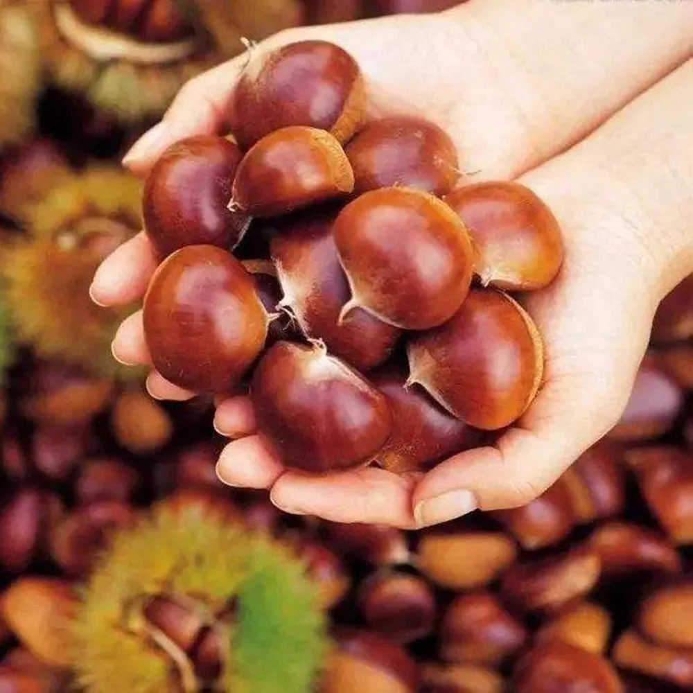 2021 New Crop Yanshan Harvesting Best Fresh Chestnuts
