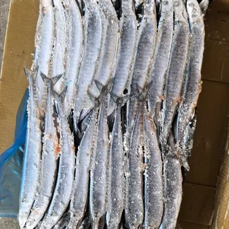 Factory Price Frozen Pacific Saury Fish Various Size Cololabis Saira
