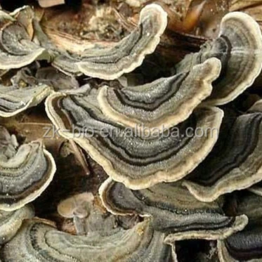 Органический порошок грибов