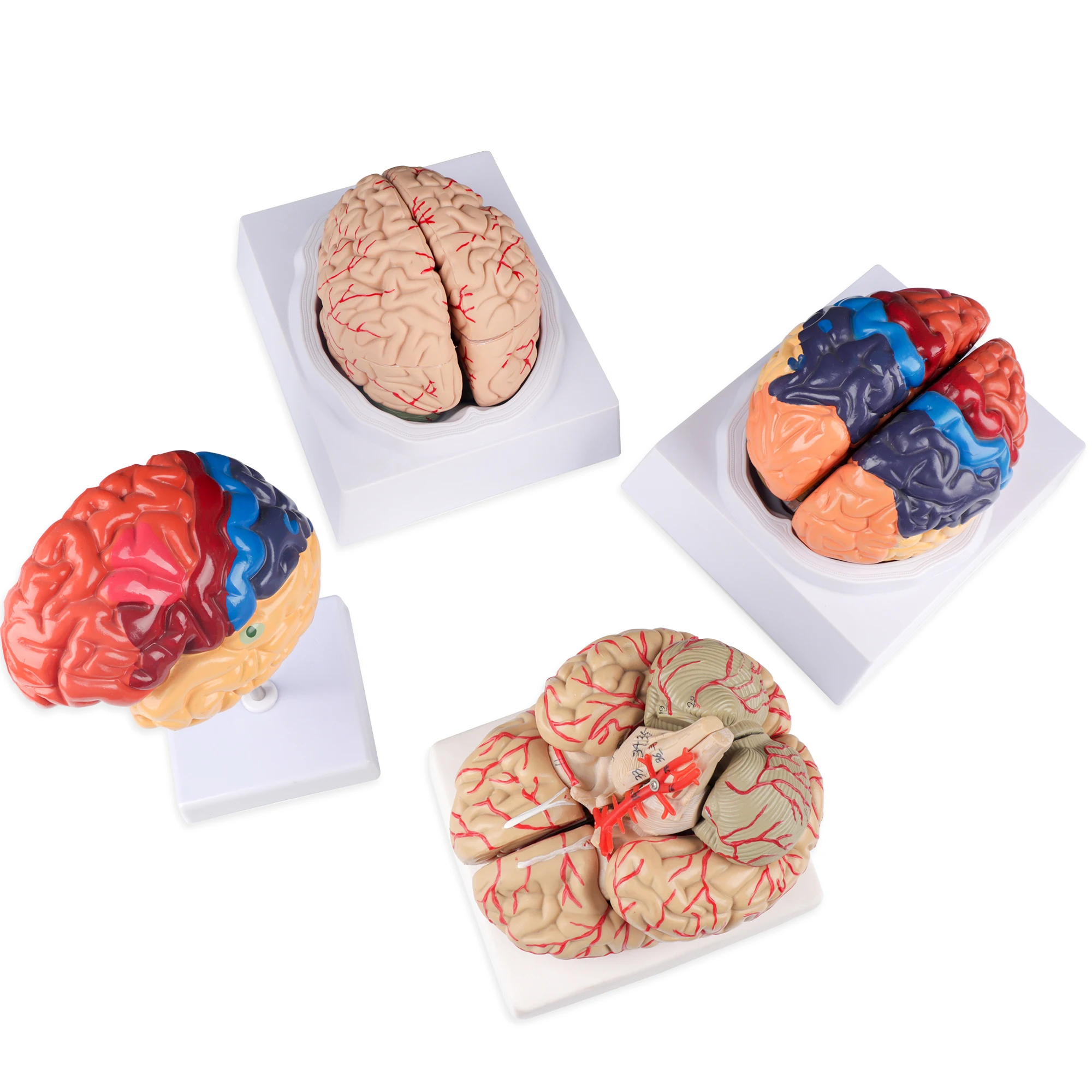 Human Brain Anatomy Model with Brain Function Area & Artery Structure PVC Plastic Color Classification Including Cranial Nerves