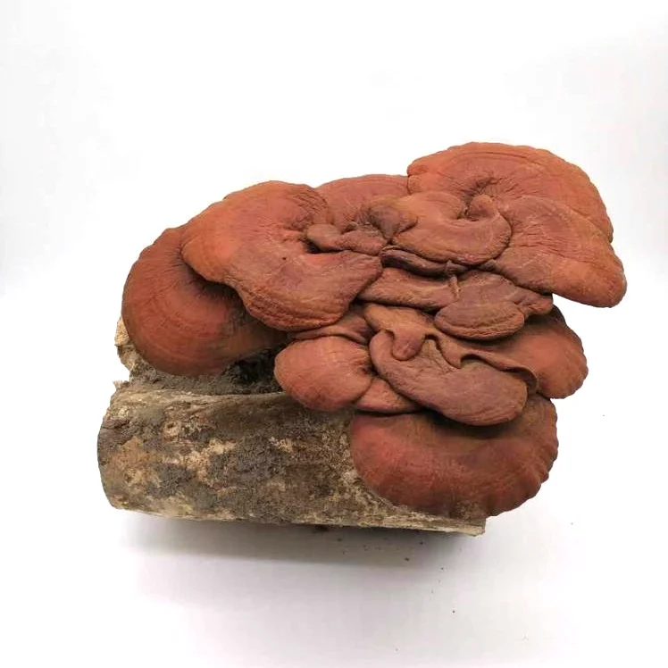 Phellinus igniarius экстракт; phellinus порошок экстракта OEM (капсулы и растворимый чай)