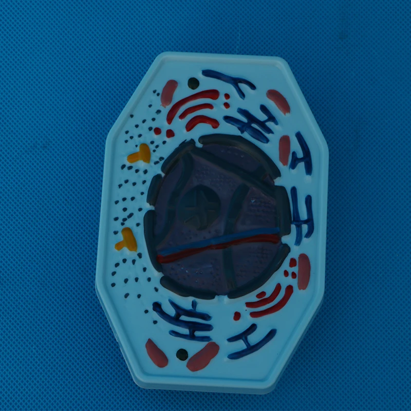 Teaching instruments: Animal and plant cell mitosis and meiosis models