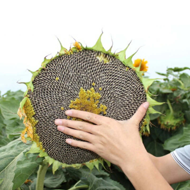 Chinese Hot sell sunflower seeds black-striped sunflower seeds 363 361 601 5009 3638 high-quality