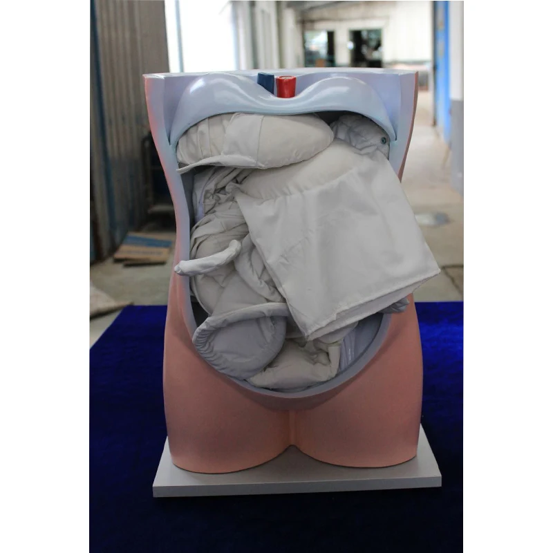 Медицинский человеческий брюшник и Анатомия вискозы, тренировочная модель