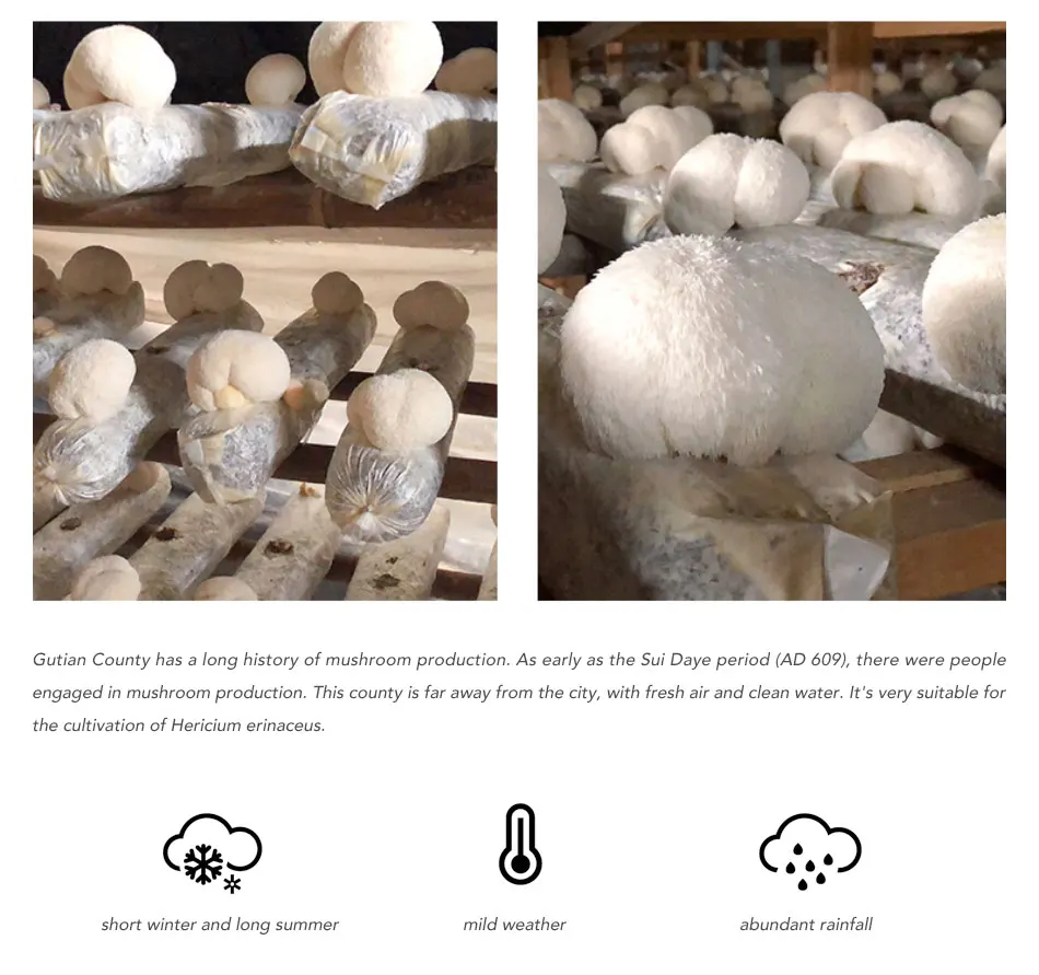 Органический бета-глюкан 30% порошок экстракта грибов Лев